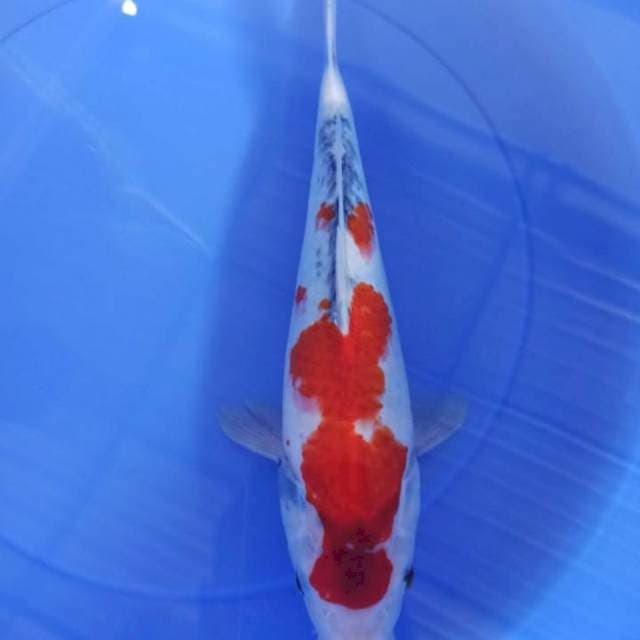 sanke 38cm