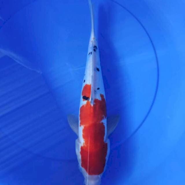 sanke doitsu 36cm