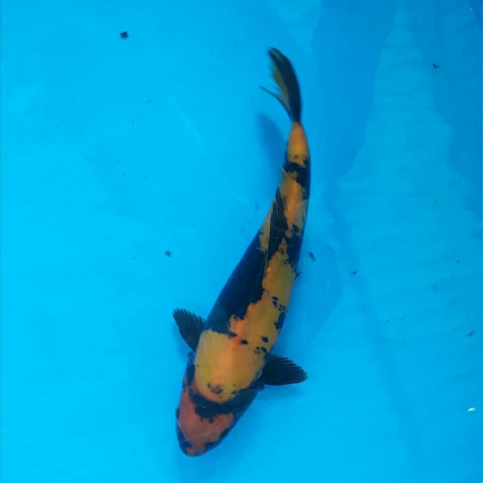 Ki utsuri doitsu halus (27 cm)male