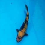 Ki utsuri doitsu halus (27 cm)male