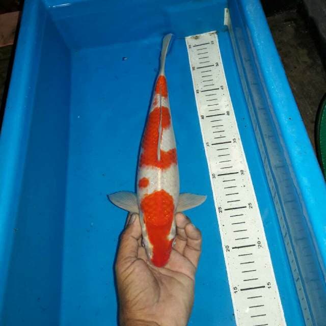 Kohaku