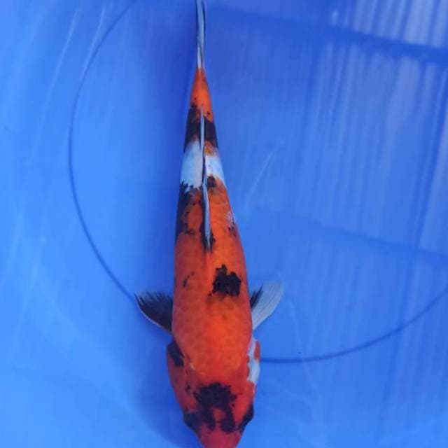 hi showa 38cm