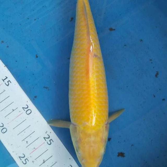 karasi mata merah bulky 