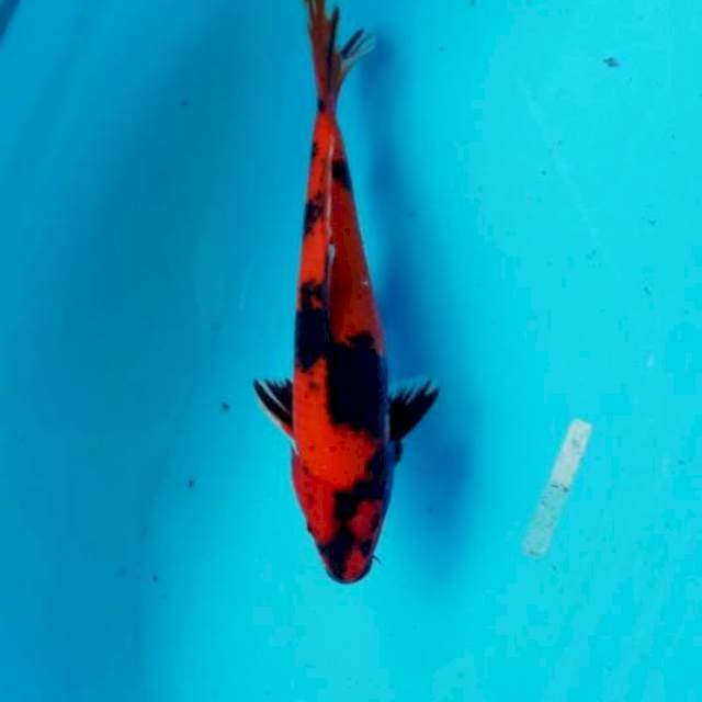 Utsuri 27cm male