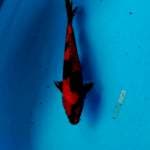 Utsuri 27cm male