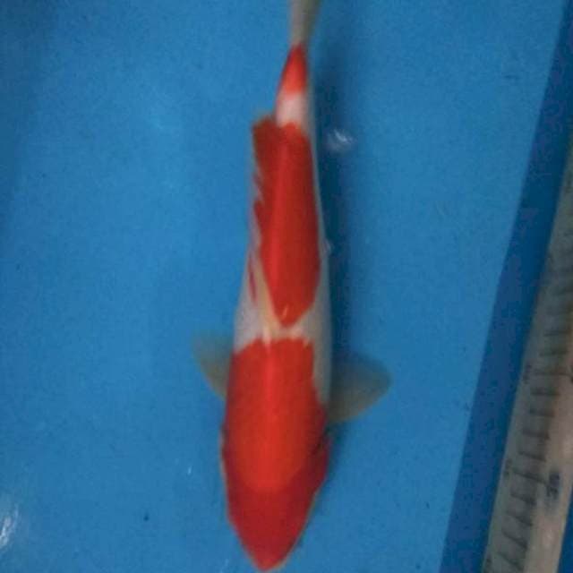 KOHAKU