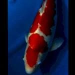 Kohaku marusei 50cm up