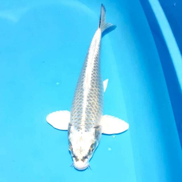 Mukasi 36cm male