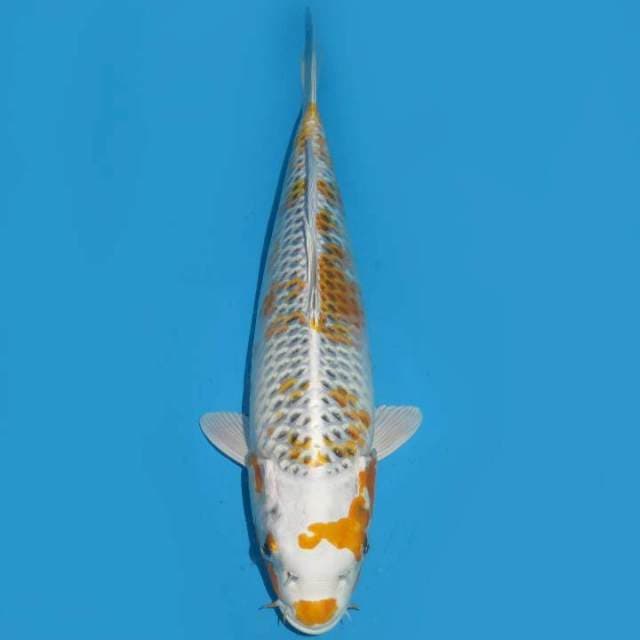 32cm , Kujaku Sakura