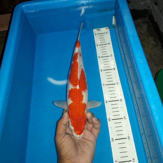 Kohaku