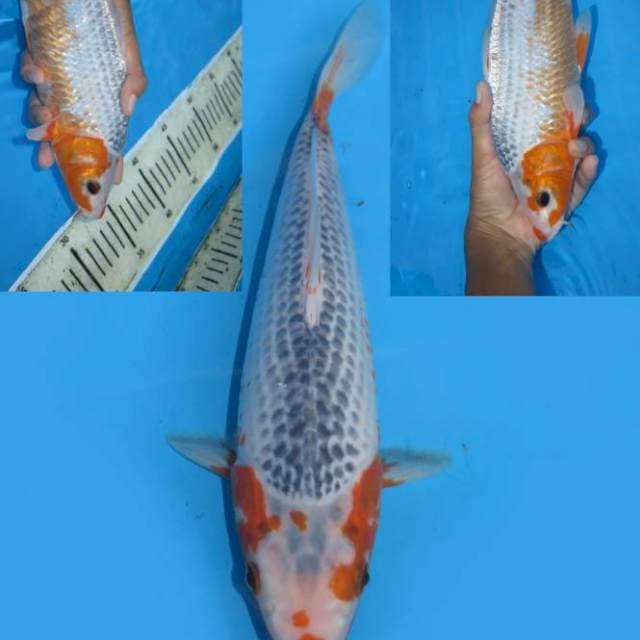 29cm , Asagi Tategoi
