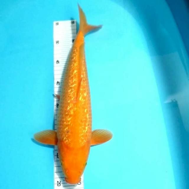 Beni karashi mata merah 37cm