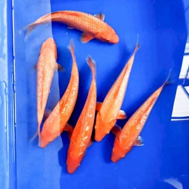 Red Karasi Ginrin 6 ekor