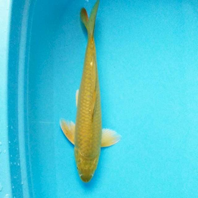 Male 38cm Hijau muda