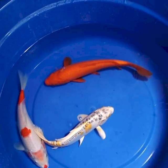 Mix 26-32cm