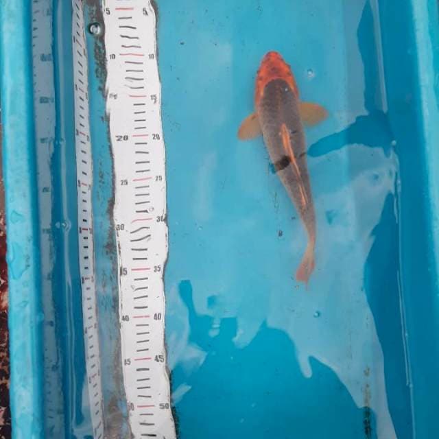 LELE AKA MATSUBA 25 CM