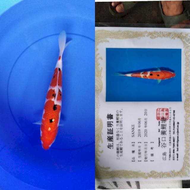 Sanke taniguchi serti