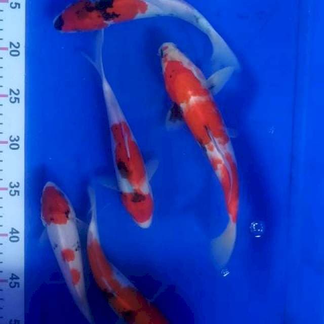 Koi mix 5 ekor