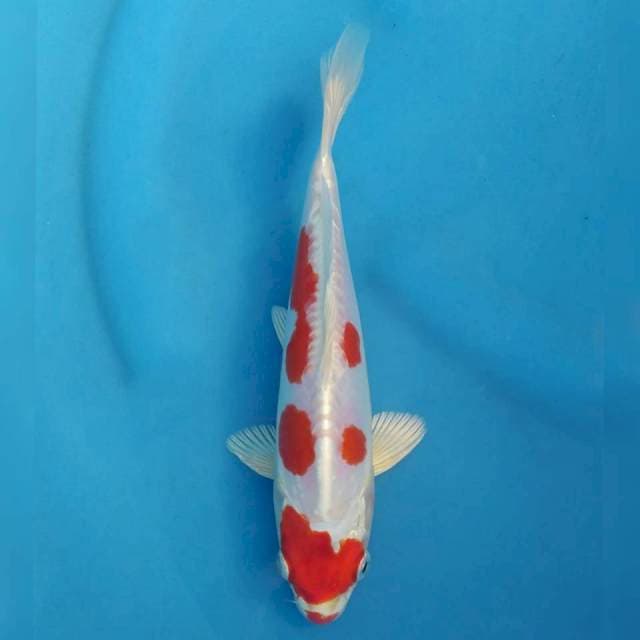 Ogata Kikushui