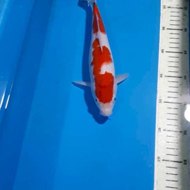 KOHAKU RED STRONG 27 CM