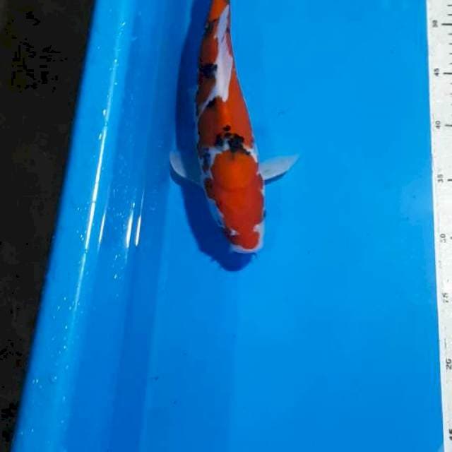 SANKE 30 CM