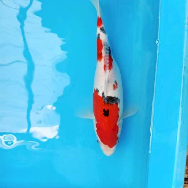 SANKE CANTIK BENI MERAH