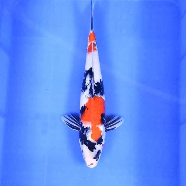 4. Kindai Showa || 37 cm || Jantan