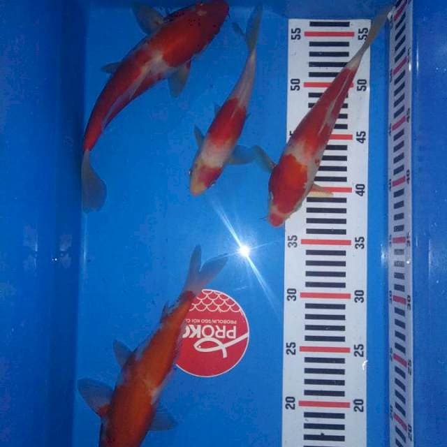 Kohaku BloodLine Sakai