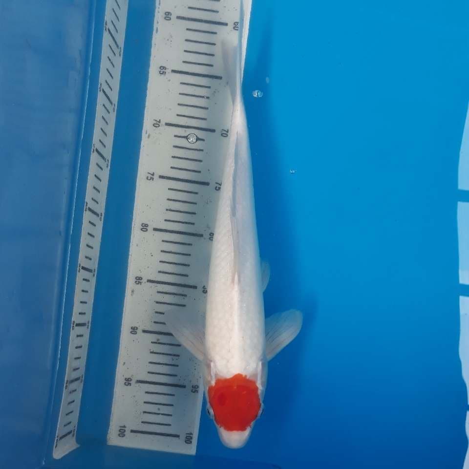 TANCHO (35cm)
