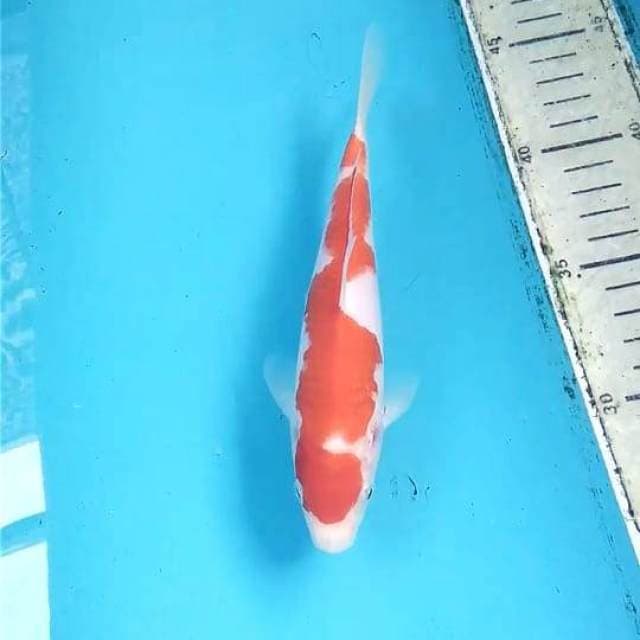 Kohaku 18cm