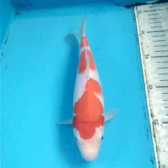 Kohaku 21cm