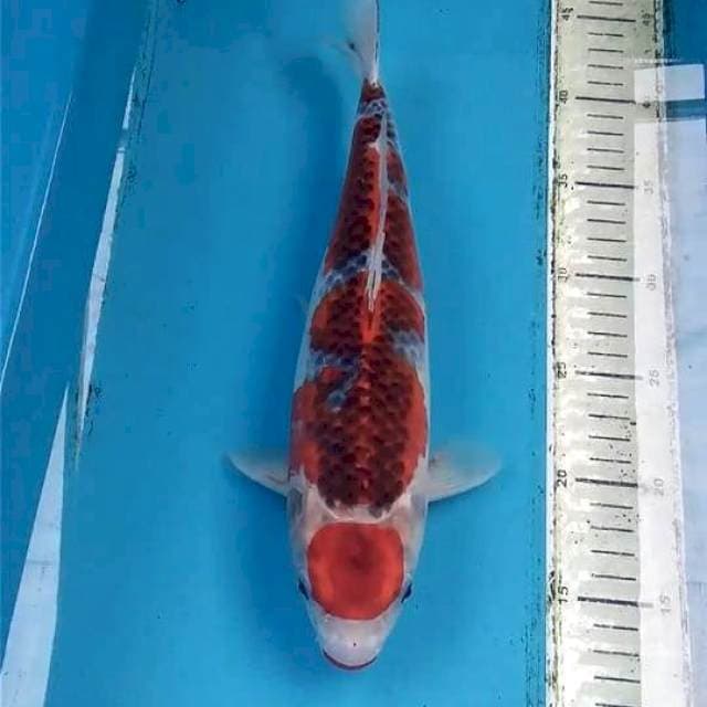 Goshiki 32cm