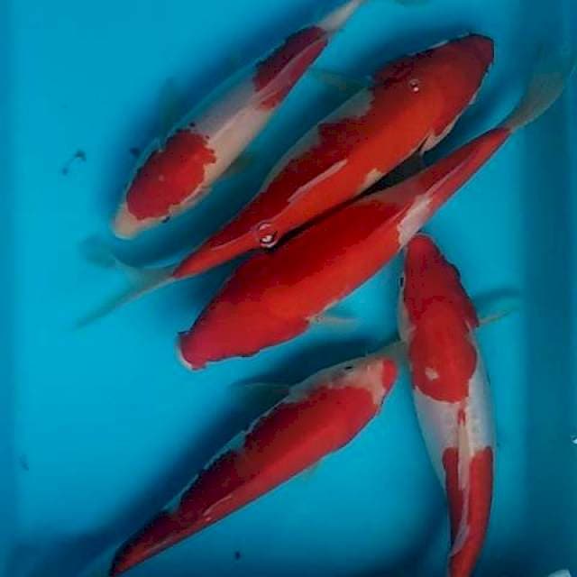 Paket kohaku 22-26cm