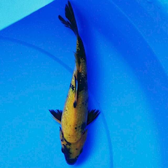 Ki utsuri ginrin 25cm