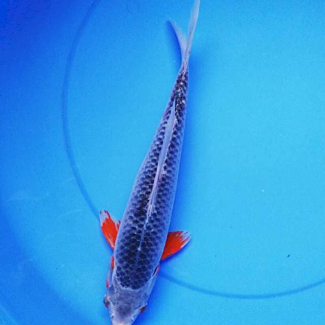 Asagi motoaka 33cm male