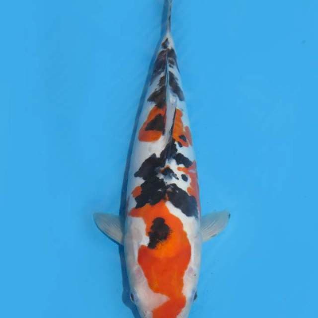 30cm , Naga Air ' Sanke Doitsu