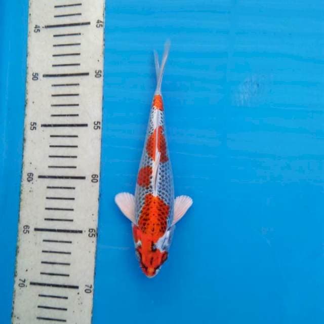 SQ KUJAKU 20 CM MALE