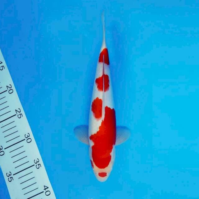 KOJO NO TSUKI 1 ~ KOHAKU ™