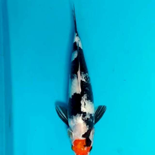 Tanco showa 36 cm