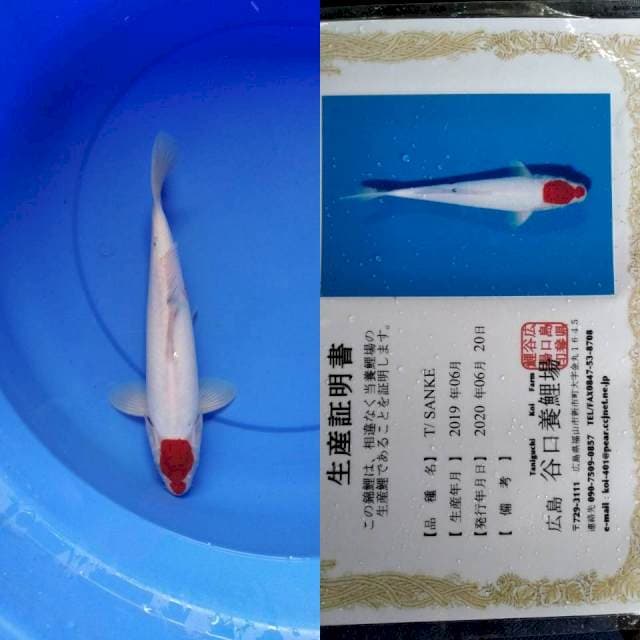Tancho sanke taniguchi serti