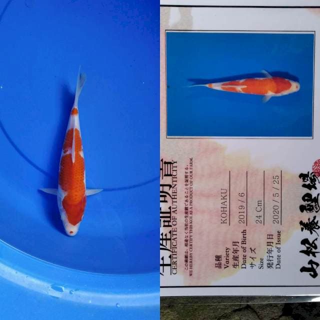 Kohaku yamamatsu serti