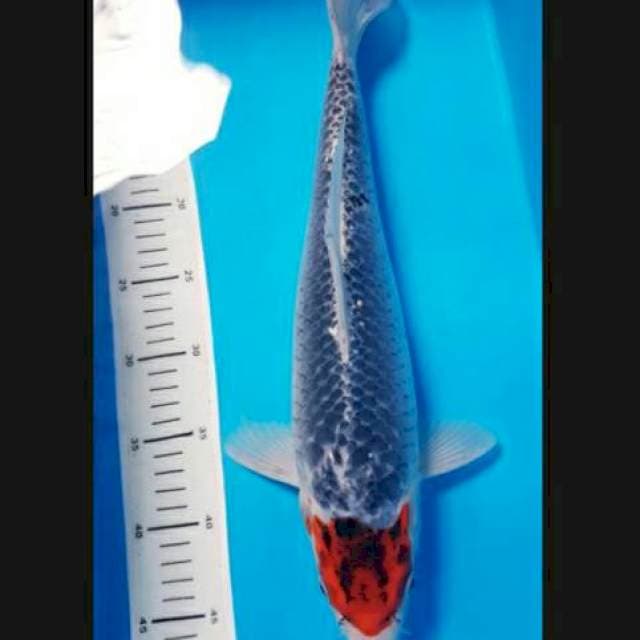 Tanco Goshiki 42cm