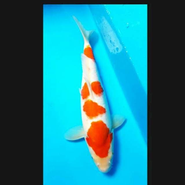 Kohaku calon jumbo 30cm