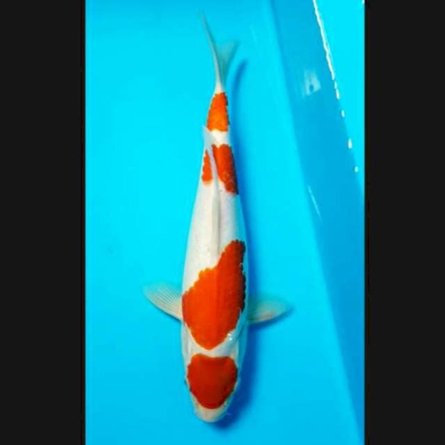 Maruten kohaku 27cm jantan