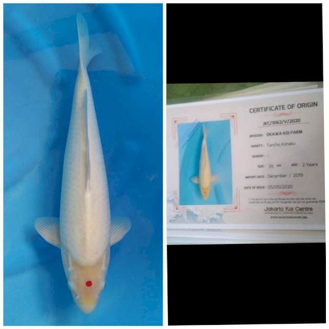 Okawa Jumbo Male Tancho India ..!!