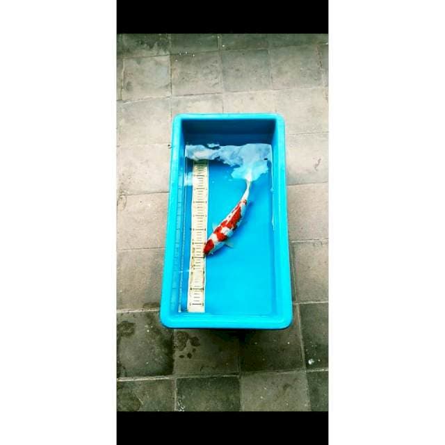 MALE SZ 35 CM