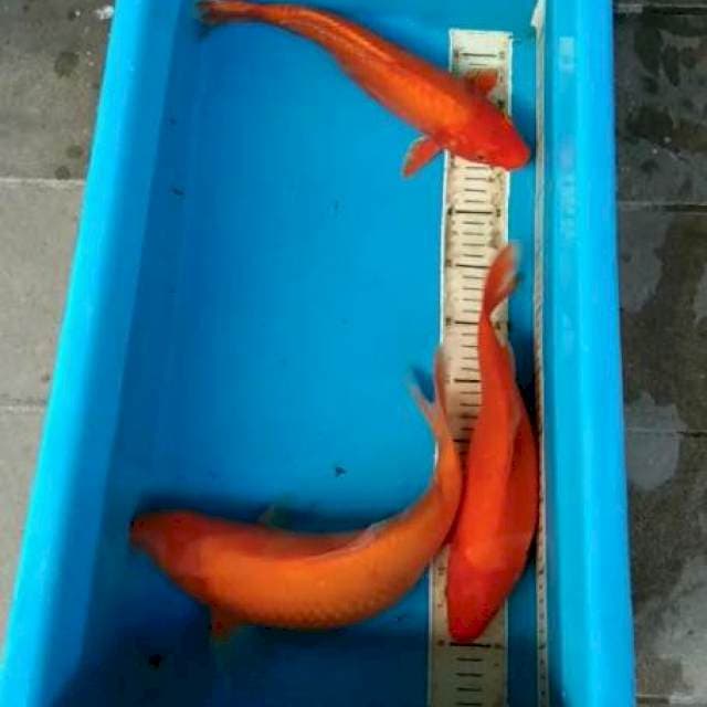 MALE-FEMALE SZ 30-34-37 CM