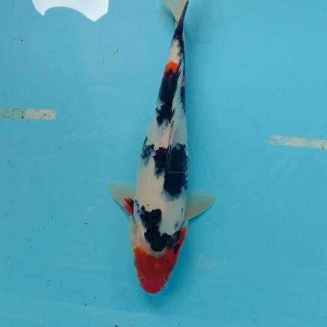 Showa,30cm. betina