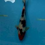 Showa,30cm. betina