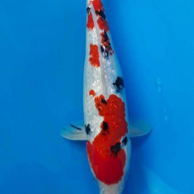 SANKE GINRIN 30cm